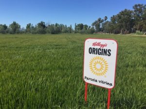 Origins KELLOGG Cultivo Arroz Delta del Ebro