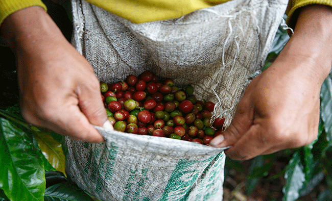 Las ventas de café certificadas con sello Fairtrade crecen un 104% en los últimos cinco años